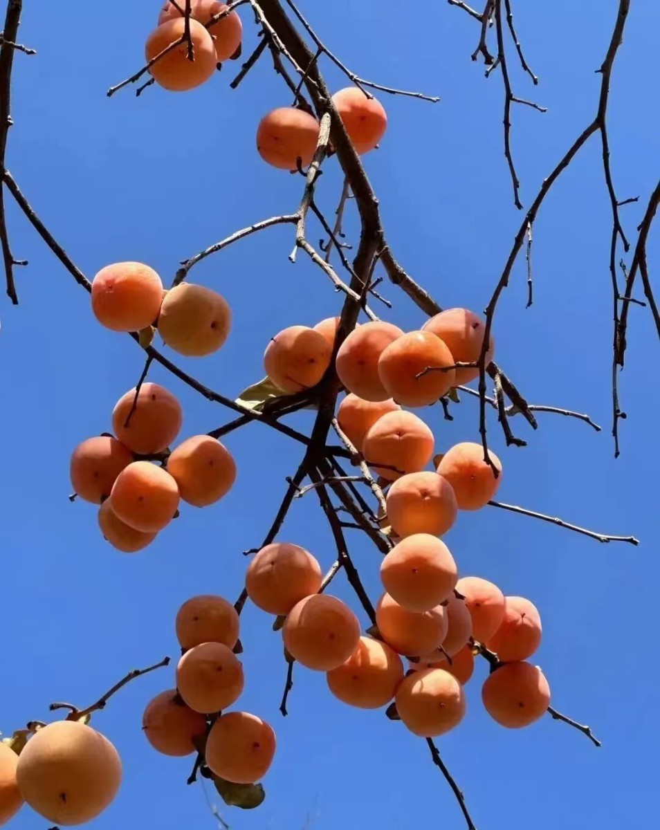 又是一年柿子红